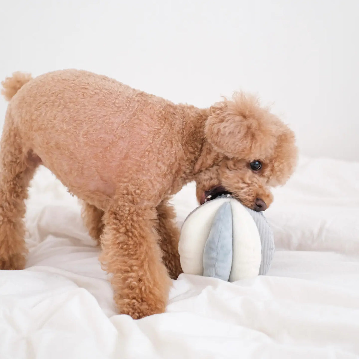 Toto Enrichment Dog Toy Ball